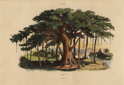 神聖なイチジクの木またはピーパルの木、Ficus religiosa 作： Unbekannt