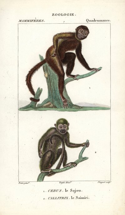 サジュー、サフォガノ、オマキザル、サイミリ、リスザル - ジャン・ガブリエル・プレットル（1780-1845）作、カルノンケル版、ピエール・ジャン・フランソワ・トゥルパン（1775-1840）編集、フレデリック・キュヴィエ著「自然科学辞典：哺乳類」掲載。 作： Unbekannter Künstler
