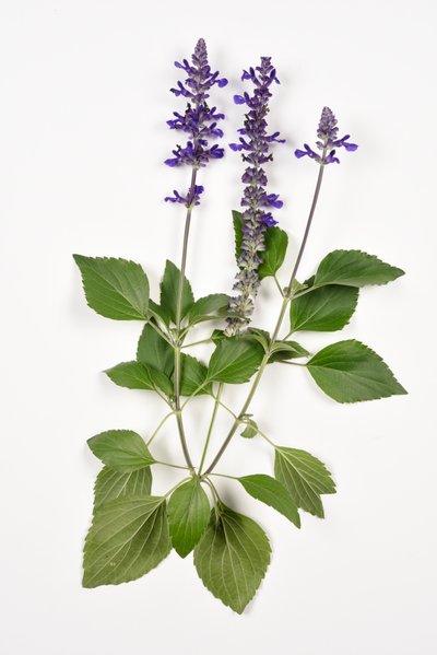 Salvia longispicata (s) farinacea/Big Blue/Hybrid Sage 作： Unbekannt