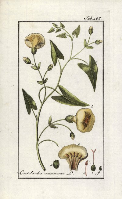 スカモニー（Convolvulus scammonia）。オランダ、ヨハネス・ゾーン（1739-1799）作「Afbeelding der Artseny-Gewassen」のリトグラフ。 作： Unbekannter Künstler