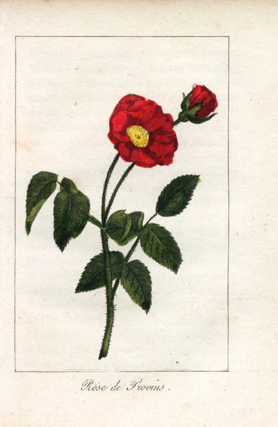 緋色のプロヴァンス・ピンク、プロヴァンのバラ、ロサ・ガリカ。1815年頃、パリの "Hommage rendu a la Rose "に掲載されたプリュドム女史の挿絵の手彩色銅版画。バラの歴史と12点の植物細密画が掲載されたギフトブック。 作： Unbekannter Künstler