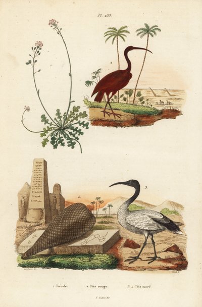 緋色のトキ、Eudocimus ruber 2、アフリカの聖なるトキ、Treskiornis aethiopicus 3,4、そしてキャンディタフト、Iberis sempervirens 1 作： Unbekannt