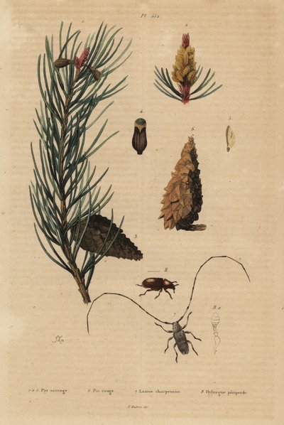 スコッツパイン（Pinus sylvestris）1～5、アカマツまたはノルウェーパイン（Pinus resinosa）6、ウィーバービートル（Lamia textor）7、パインビートル（Tomicus piniperda）8 作： Unbekannt