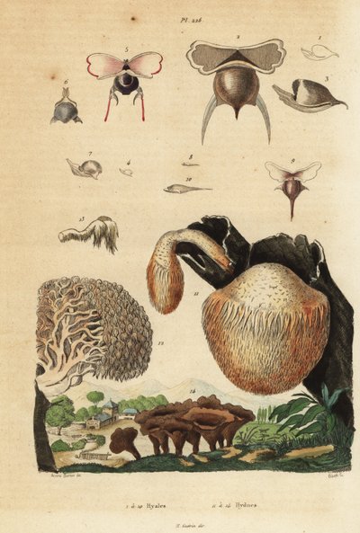カタツムリ（Diacavolinia limbata、Diacria trispinosa）1～10匹、キノコ（Hydnum）ハリタケ（Hydnum repandum）14匹、サンゴの歯のキノコ（Hericium coralloides）12匹など 作： Unbekannt