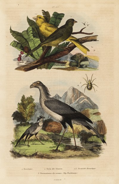 秘書鳥、射手座、野生のカナリアと飼いならされたカナリア、Serinus canaria 作： Unbekannt