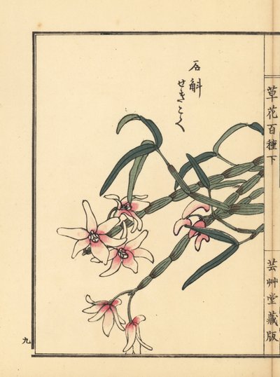 セッコク、モウセンゴケ。河野梅嶺の手彩色木版画『草花百種』より 東京・山田 作： Unbekannter Künstler