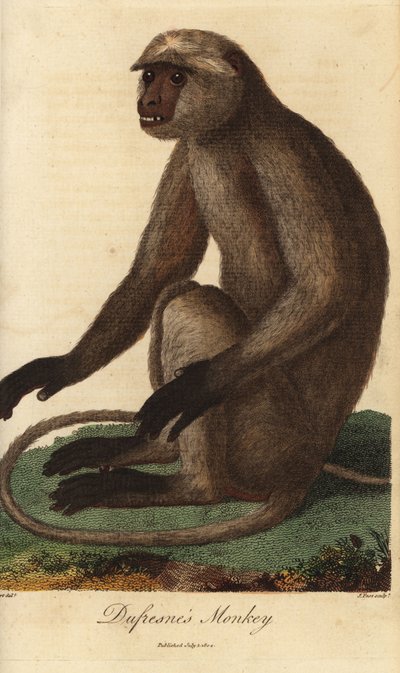 Semnopitheque entelle - 灰色ラングールまたはハヌマンラングール、Semnopithecus entellus（Dufresne