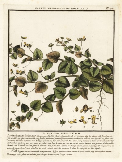 Sharpleaf cancerwort, Kickxia elatine. 作： Unbekannter Künstler