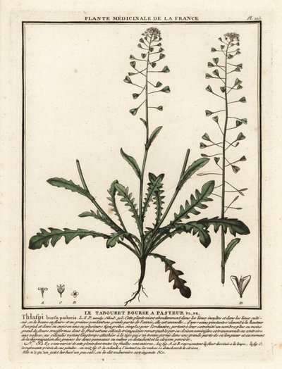 羊飼いの財布、Capsella bursa-pastoris。 作： Unbekannter Künstler