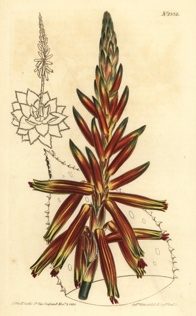 葉の短いアロエ、Aloe brevifolia var. 作： Unbekannt
