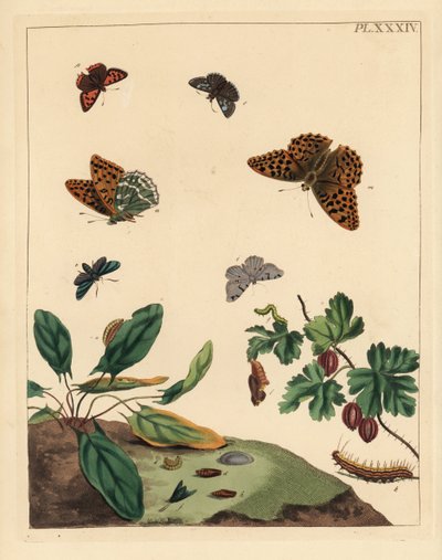 シルバーウォッシュドフリティラリー、Argynnis paphia、フォレスター・モス、Adscita statices、L. or gooseberry moth、Halia vauaria、スモール・コッパー・チョウ、Lycaena phlaeas、ディンギー・スキッパー、Erynnis tages、グーズベリー・ブッシュ、Ribes grossularia。手彩色のリトグラ 作： Unbekannter Künstler