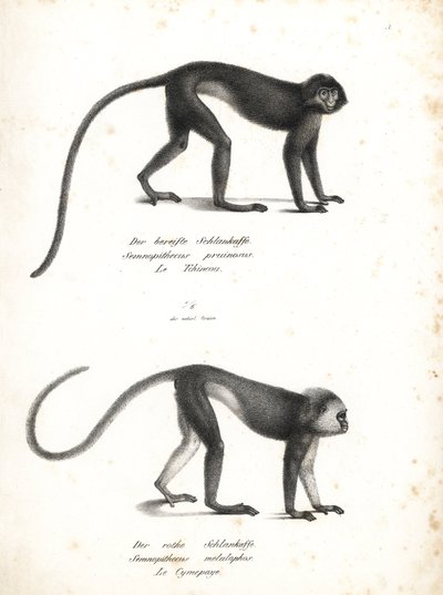 絶滅が危惧される銀色のルトゥン、Trachypithecus cristatus（Semnopithecus pruinosus）とスマトラのスリ、Presbytis melalophos（Semnopithecus melalophos）。カール・ヨーゼフ・ブロートマンによるリトグラフ（ハインリヒ・ルドルフ・シンツ著『図説動物博物誌』より）。 作： Unbekannter Künstler