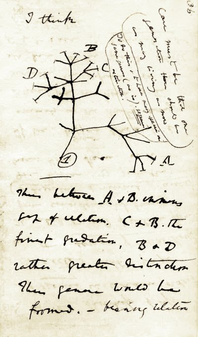 チャールズ・ダーウィン（1809-1882）の最初のノート「種の変容」からのスケッチ：これは彼の進化論に言及した最初の図である。1837 作： Unbekannter Künstler