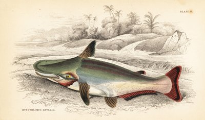 ナマズ、Ageneiosus inermis（アラワクのダワラ、Hypothalmus davalla）。Sir William Jardine