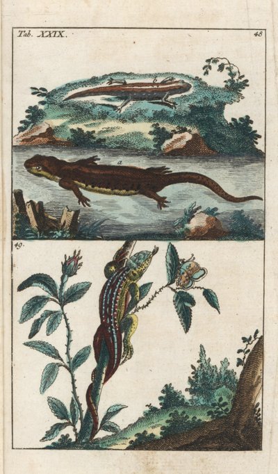 ゴットリープ・トビアス・ウィルヘルム（1758-1811）による「Smooth or Common Triton and Sand Lizard - Strong Water」（Encyclopedie of Natural Historyより）：両生類 作： Unbekannter Künstler