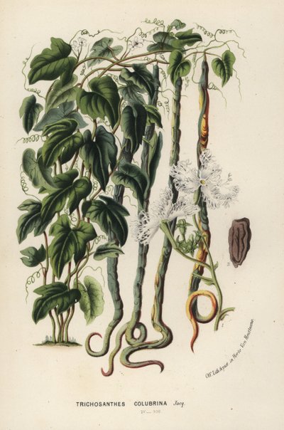 ヘビウリ、Trichosanthes cucumerina（ヘビキュウリまたはヘアブロッサム、Trichosanthes colubrina）。Louis van Houtte and Charles Lemaire