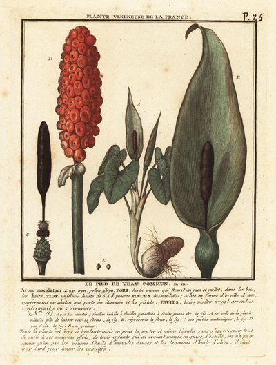 ライギョ、Arum maculatum。 作： Unbekannter Künstler