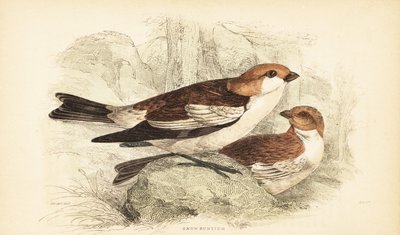 ユキホオジロ、Plectrophenax nivalis.1889 (彫刻) 作： Unbekannter Künstler