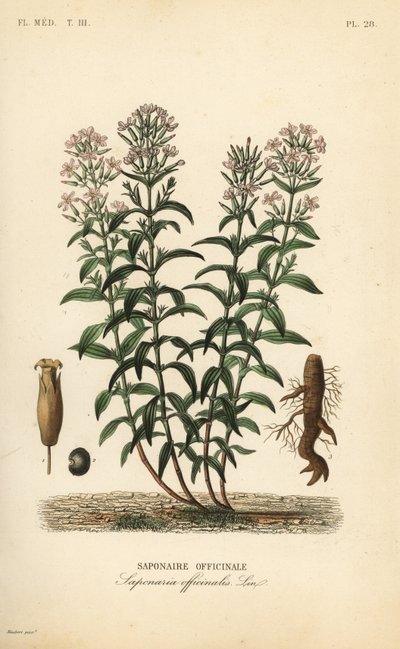 ソープワートまたはソープウィード、Saponaria officinalis, Saponaire officinale 作： Unbekannt