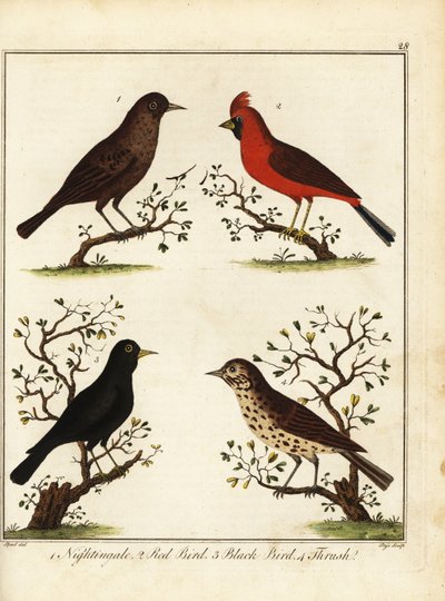 鳴き鳥：ナイチンゲール、赤い鳥、黒い鳥、ツグミ。 1792年（彫刻） 作： Unbekannter Künstler