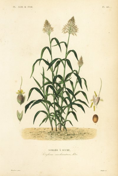 Sorghum grass, great millet, durra, jowari or milo, Sorghum bicolor, Sorghum saccharatum, Sorgho a sucre 作： Unbekannt