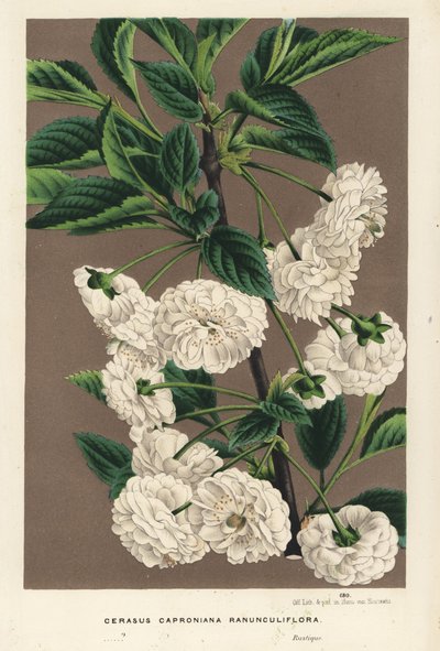 サワーチェリーの木、Prunus cerasus (caproniana ranunculiflora)。Louis van Houtte and Charles Lemaire