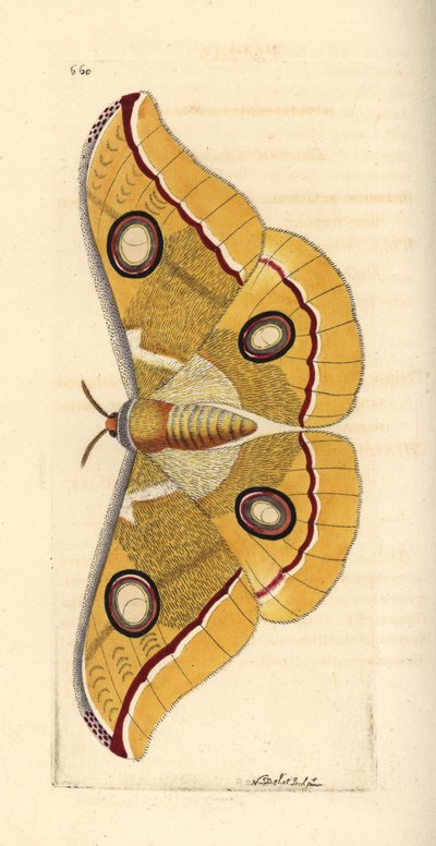 南インド産の小型ツユクサ Antheraea paphia (Phalaena paphia)。リチャード・ポリドール・ノダー作。ジョージ・ショウとフレデリック・ノダーの『The Naturalist