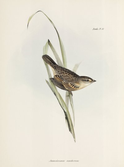 スズメまたはフィンチ、c 1832-1836 作： Unbekannter Künstler