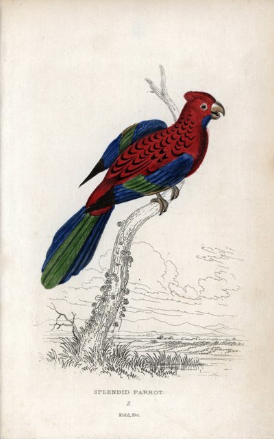 オオハナインコ（Psittacus gloriosus）。プラティセラス・エレガンス。ジョン・オーデュボンのデッサンに基づくジョセフ・キッドのリトグラフ：1833年にスコットランドのエディンバラで出版された『オウム、トーマス・ディク・ローダー卿とトーマス・ブラウン大尉』。 作： Unbekannter Künstler