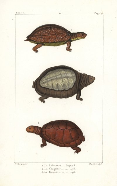 斑脚亀、Rhinoclemmys punctularia 1、インドヒラタガメ、Lyssemys punctata 2、北アフリカヘルメットガメ、Pelomedusa subrufa olivacea。ベルンのジャン＝ガブリエル・プレトルによるイラストをもとにしたダヴィッドによる手彩色銅版画。 作： Unbekannter Künstler
