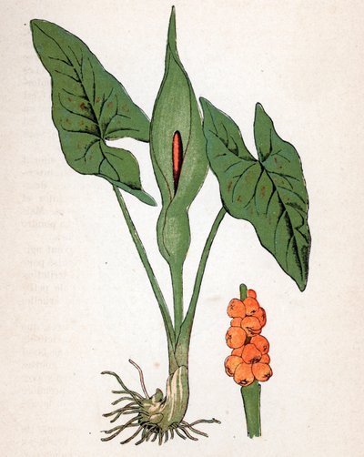 Spotted Gulet (Arum maculatum or Chandelle, Veal