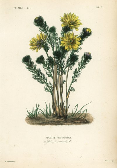 春のキジカクシやニセヘレボア、Adonis vernalis、Adonide printaniere 作： Unbekannt
