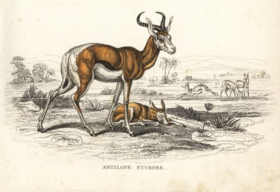 スプリングボック（Antidorcas marsupialis）。Georg Friedrich Treitschkeの自然史ギャラリー、Naturhistorischer Bildersaal des Thierreiches、Liepzig-1842所蔵の手彩色リトグラフ。 作： Unbekannter Künstler