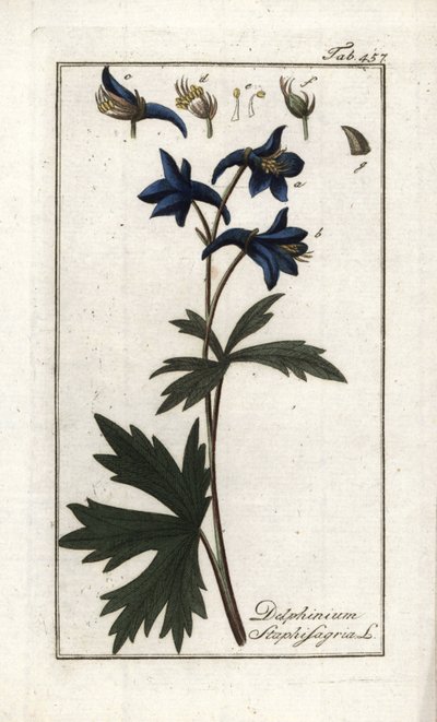 Staphisegarまたはシラミの生えたハーブ、gouty grassまたは野ブドウ（Delphinium staphisagria）。オランダ、ヨハネス・ゾーン（1739-1799）作 "Afbeelding der Artseny-Gewassen "よりリトグラフ。 作： Unbekannter Künstler