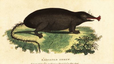 星鼻ほくろ、Condylura cristata.、1800 年 (彫刻) 作： Unbekannter Künstler