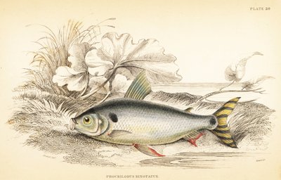 Steindachnerina binotata（ダブルマークサーモンコイ、Prochilodus binotatus）。Sir William Jardine