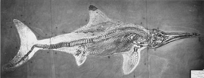 Stenopterygius megacephalus (The Oxford Ichthyosaur) が Nr.ドイツ、シュトゥットガルト、上部リアス期 作： Unbekannt