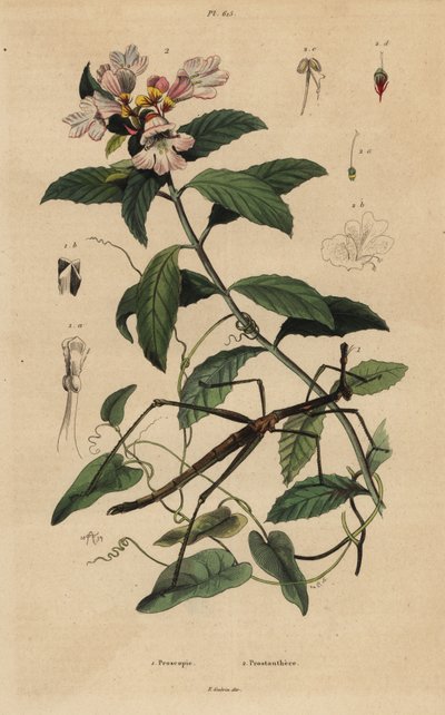 ナナフシ（Proscopia granulata）1、ビクトリアンクリスマスブッシュ（Prostanthera lasianthos）2 作： Unbekannt