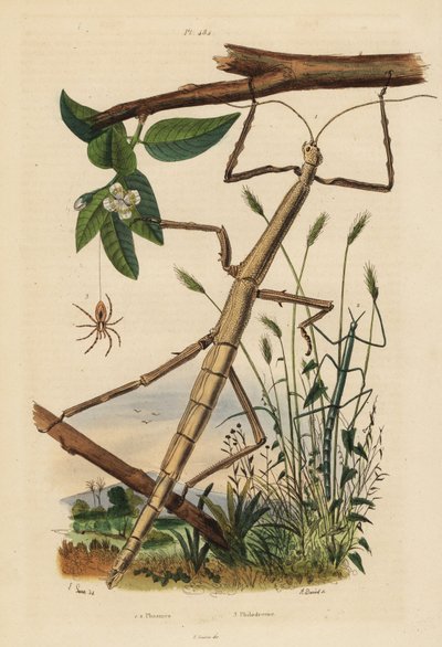 スティック状の昆虫やphasmid、Carausius morosusとClonopsis gallica、そしてワンダリング・クラブ・スパイダー、Philodromus aureolus。 作： Unbekannt