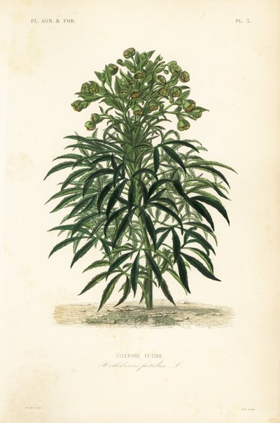 Stinking hellebore, Helleborus foetidus, Ellebore fetide 作： Unbekannt