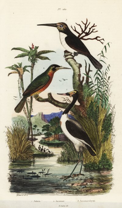 コウノトリ、Jabiru mycteria、Rufous-tailed jacamar, Galbula ruficauda、Three-toed jacamar, Jacamaralcyon tridactyla 作： Unbekannt