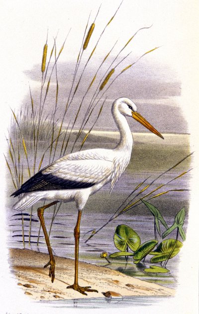コウノトリ 1850年頃（リトグラフ） 作： Unbekannter Künstler