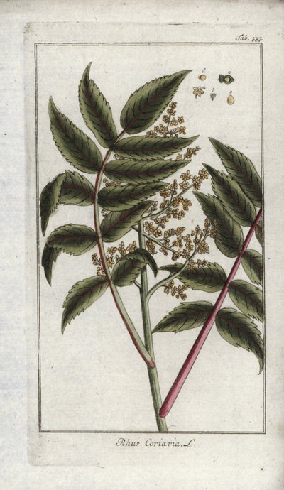 コロイエ（Rhus coriaria）の櫨。ヨハネス・ゾーン（1739-1799）作 "Afbeelding der Artseny-Gewassen "のリトグラフ（オランダ）。 作： Unbekannter Künstler