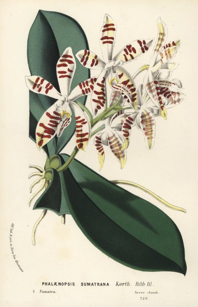 スマトラ胡蝶蘭。Louis van Houtte and Charles Lemaire