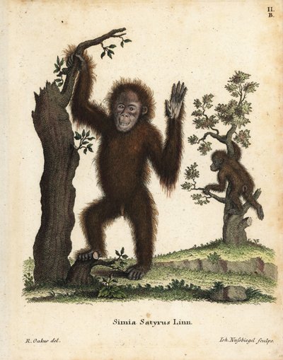 スマトラオランウータン、ポンゴ・アベリイ。絶滅の危機に瀕している。Johann Christian Daniel Schreber