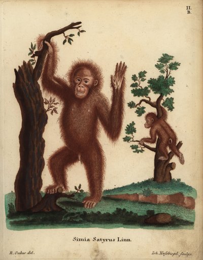 スマトラオランウータン、ポンゴ・アベリイ。絶滅の危機に瀕している。Simia satyrus Linn.Johann Christian Daniel Schreber