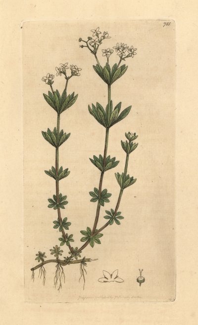スイーツセンティッド・ベッドストロー、Galium odoratum (Sweet woodruff or woodroof, Asperula odorata) (gaillet odorant) James Smith