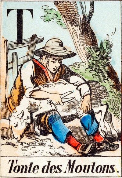 T Tonte des moutons - "Alphabet of the farm" 19世紀末 (エングレーヴィング) 作： Unbekannt