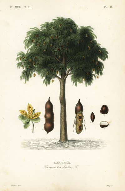 タマリンドの木、Tamarindus indica、Tamarinier 作： Unbekannt