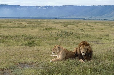 タンザニア、ンゴロンゴロ保全地域、ライオン（Pantera leo） 作： Benjamin Baud
